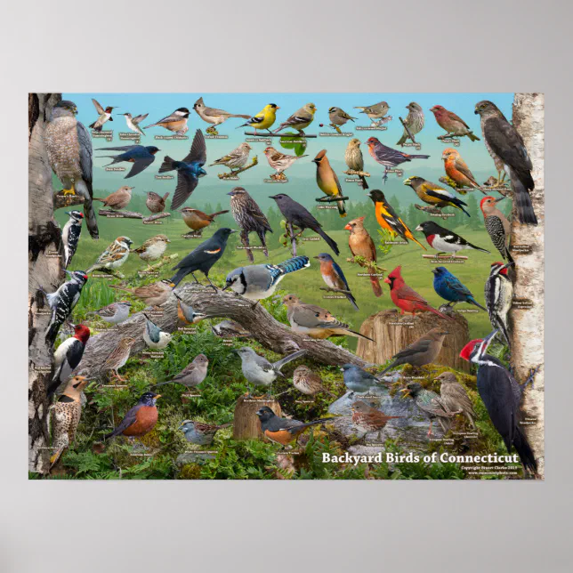 Backyard Birds of Connecticut Poster Zazzle
