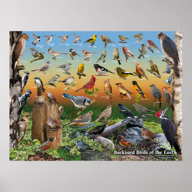 Backyard Birds of East Poster | Zazzle