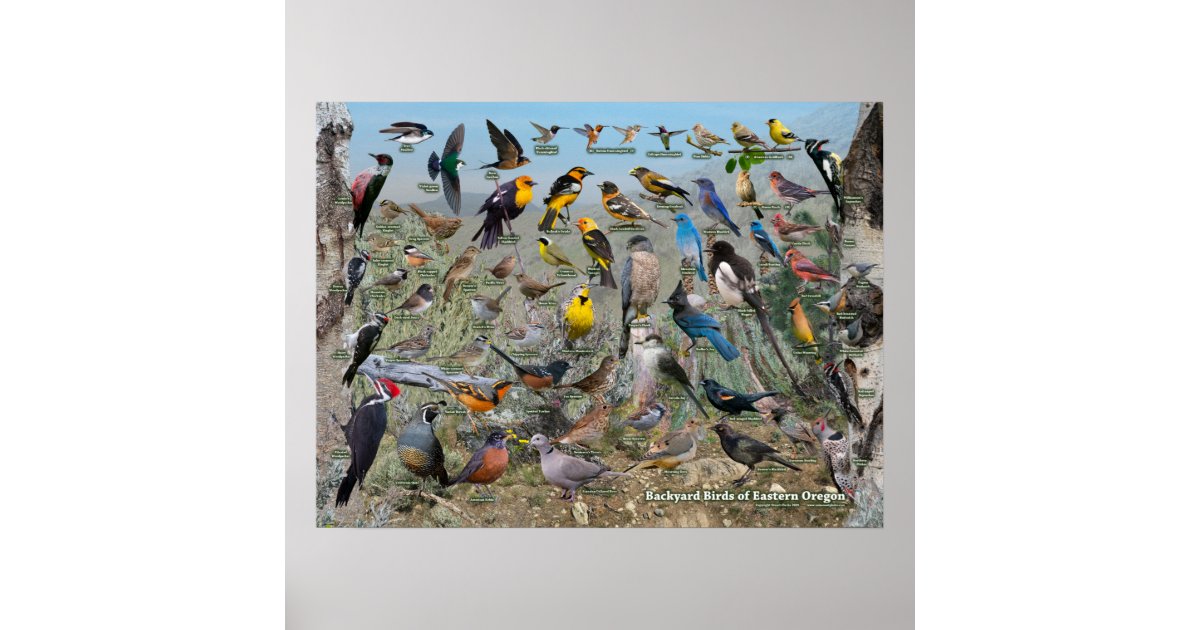 Backyard Birds of Eastern Oregon Poster | Zazzle