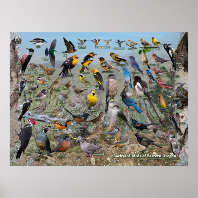 Backyard Birds of Eastern Oregon Poster (Front)