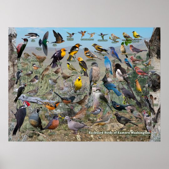 Backyard Birds Of Eastern Washington Poster | Zazzle.com