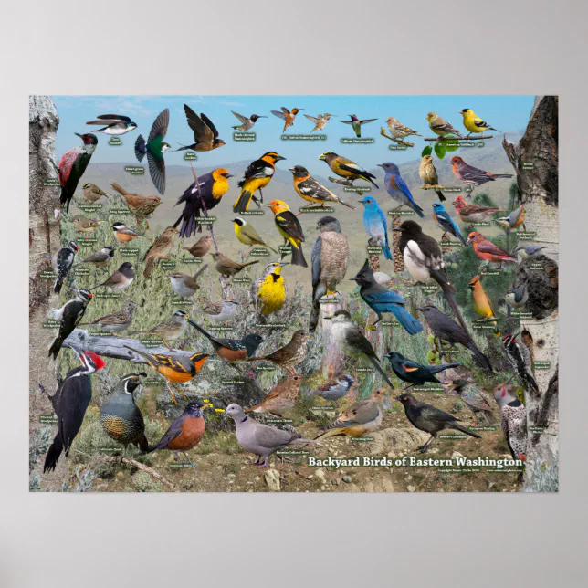 Backyard Birds of Eastern Washington Poster | Zazzle