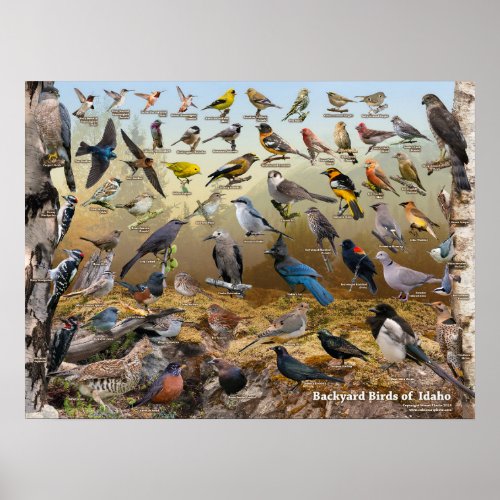Backyard Birds of Idaho Poster