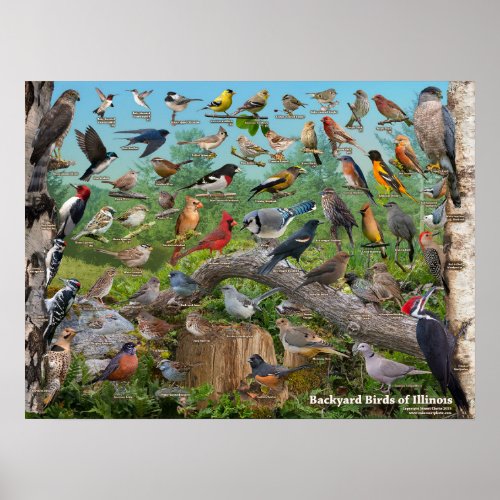 Backyard Birds of Illinois Poster