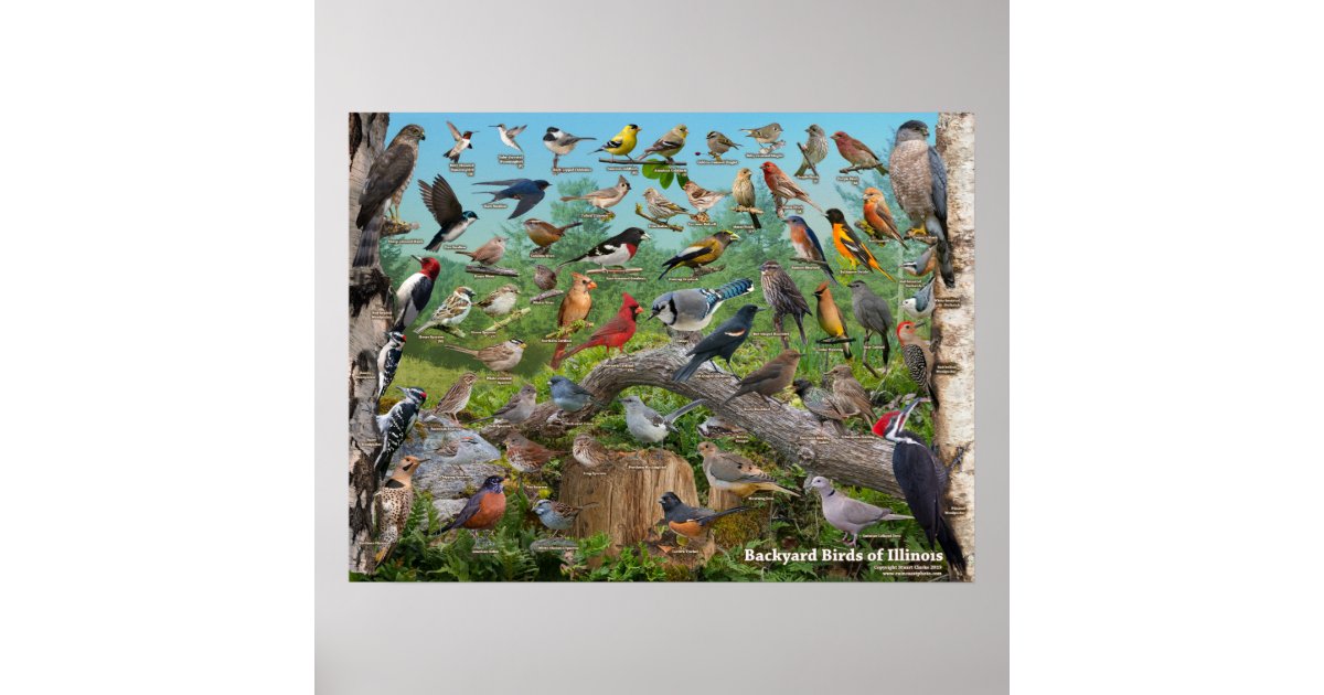 Backyard Birds of Illinois Poster | Zazzle