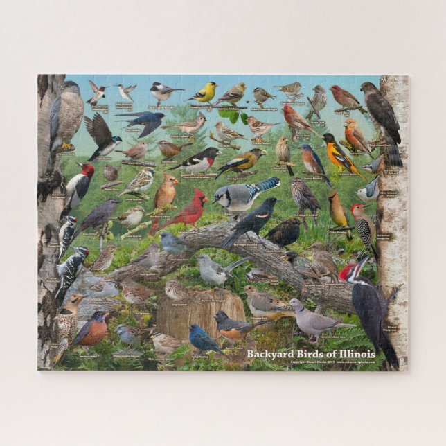 Backyard Birds of Illinois Puzzle (Horizontal)