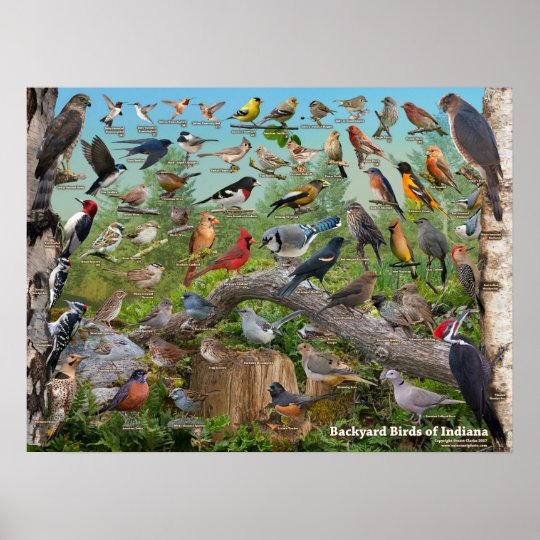 Backyard Birds Of Indiana Poster Zazzle Com