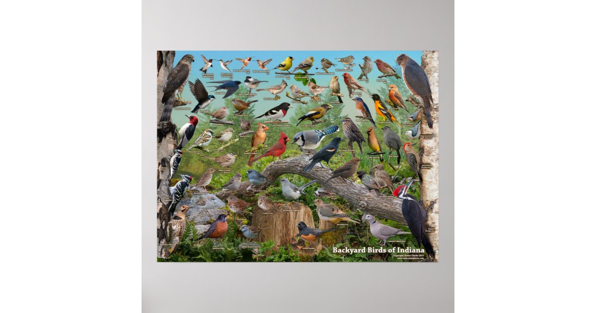 Backyard Birds Of Indiana Poster Zazzle Com