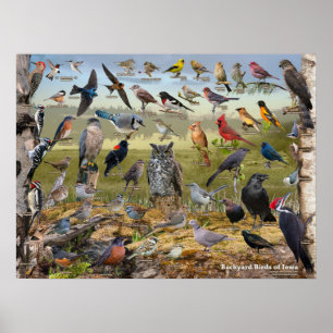 Backyard Birds of Iowa Poster