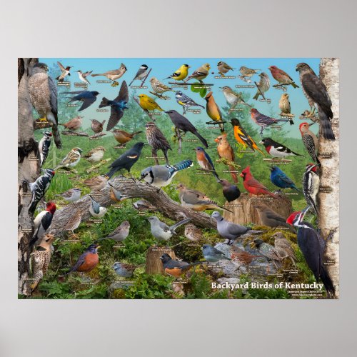 Backyard Birds of Kentucky Poster