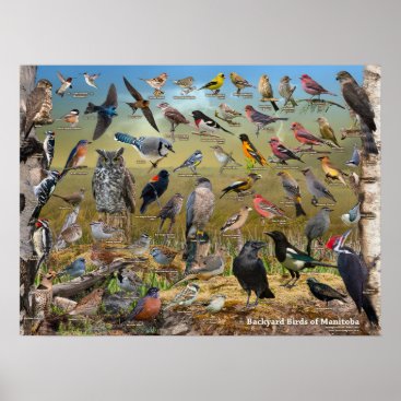 Backyard Birds of Manitoba Poster