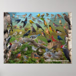 Backyard Birds Of Maryland Poster at Zazzle