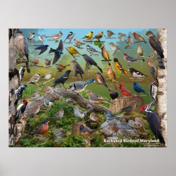 Backyard Birds Of Maryland Poster by raincoastphoto at Zazzle