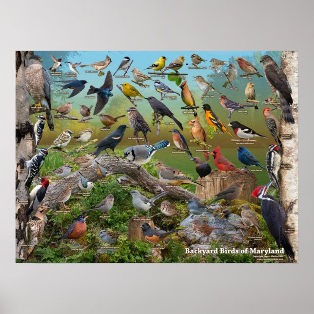 Backyard Birds of Maryland Poster (Front)