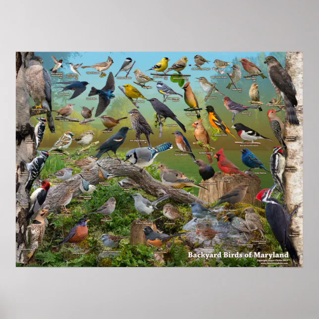 Backyard Birds of Maryland Poster | Zazzle