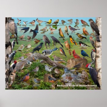 Backyard Birds Of Massachusetts Poster by raincoastphoto at Zazzle