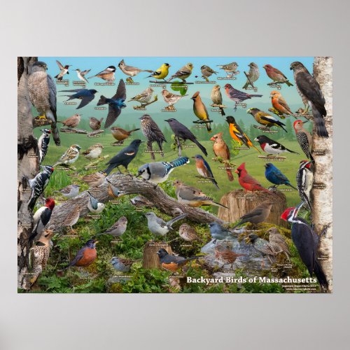 Backyard Birds of Massachusetts Poster