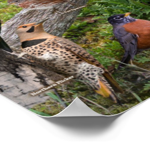 Backyard Birds of Michigan Poster Zazzle