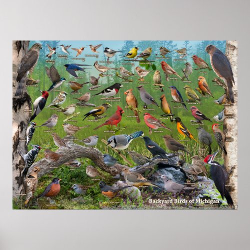 Backyard Birds of Michigan Poster