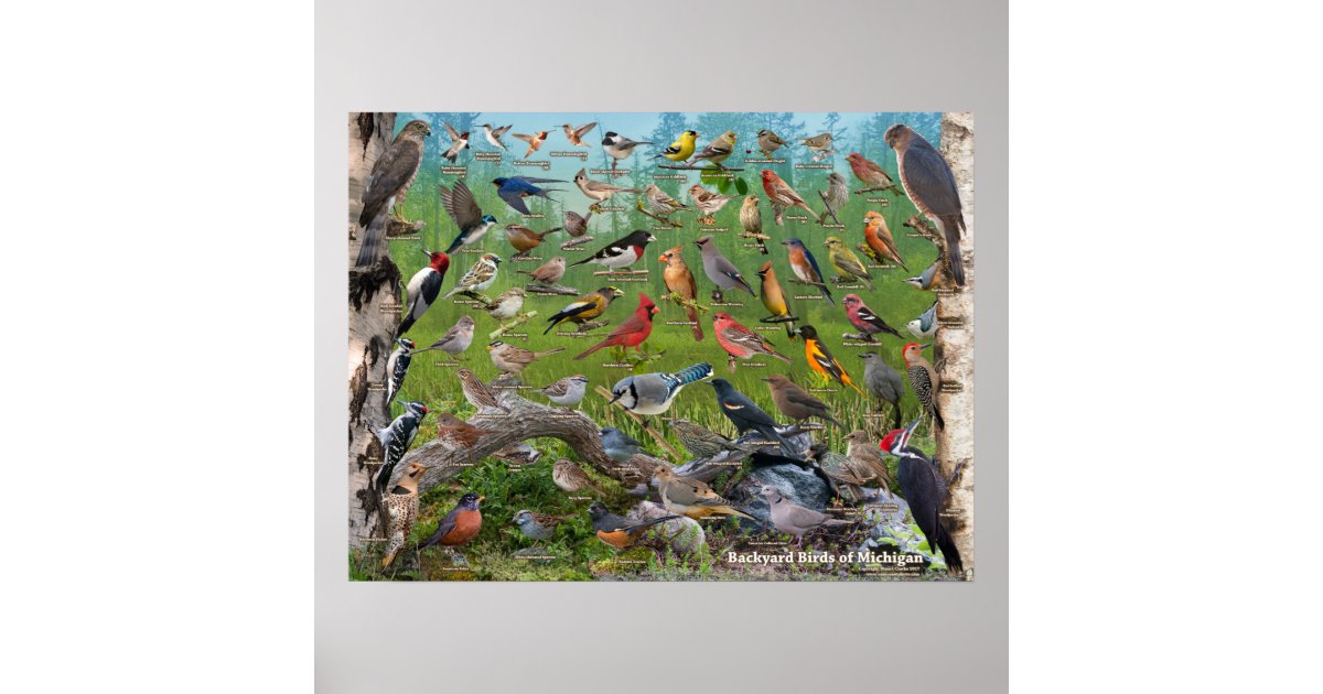 Backyard Birds Of Michigan Poster Zazzle Com
