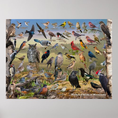 Backyard Birds of Minnesota Poster