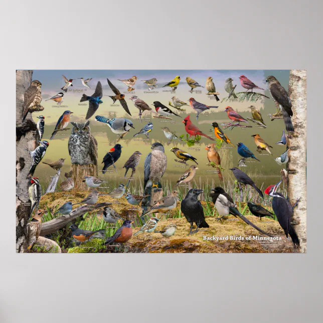 Backyard Birds of Minnesota Poster | Zazzle