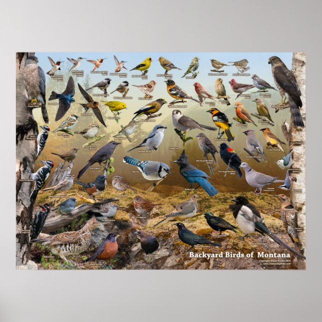 Backyard Birds of Montana Poster (Front)