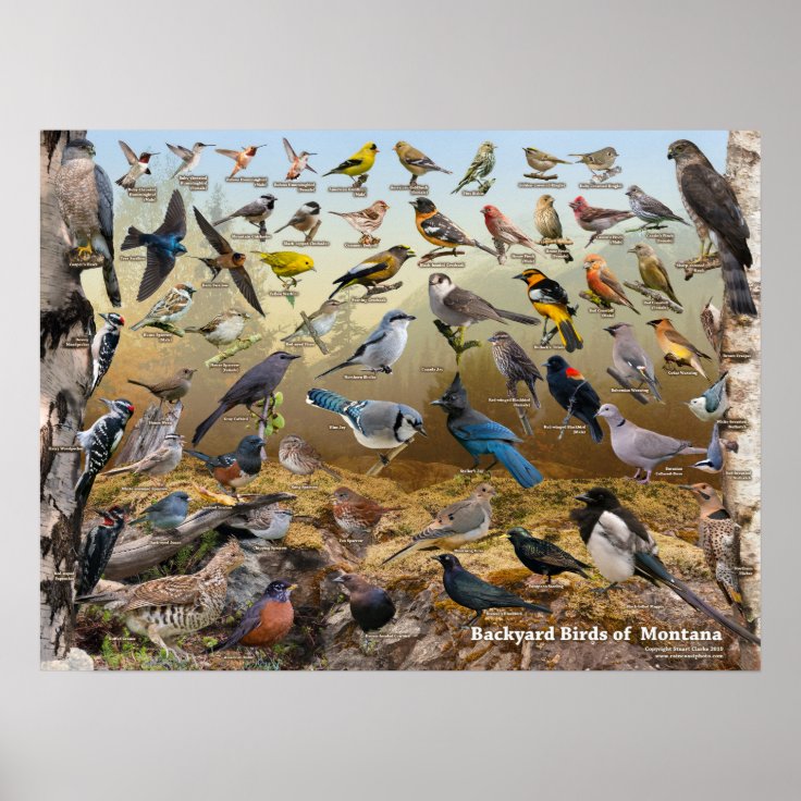 Backyard Birds of Montana Poster Zazzle