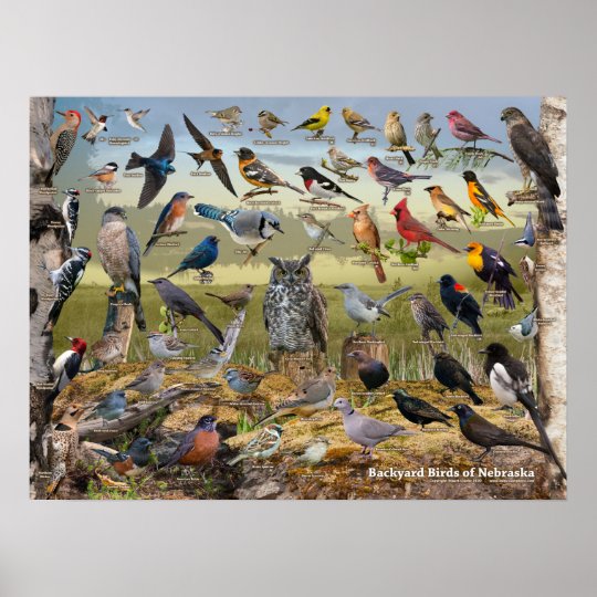 Backyard Birds of Nebraska Poster | Zazzle.com