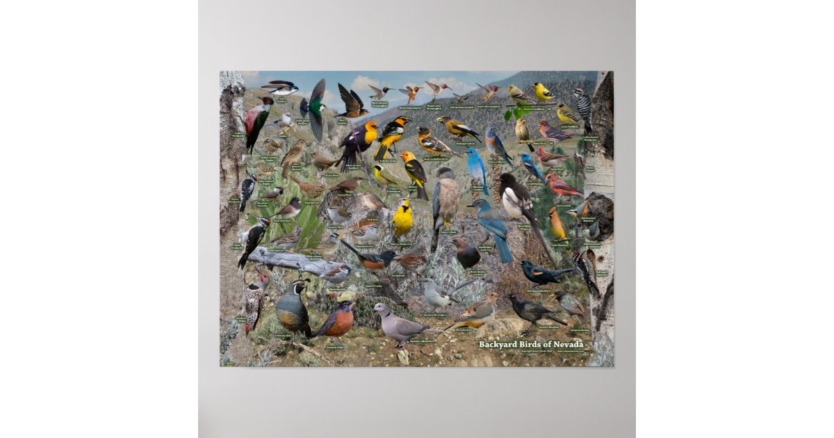 Backyard Birds of Nevada Poster Zazzle