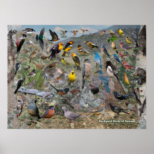 Backyard Birds of Nevada Poster