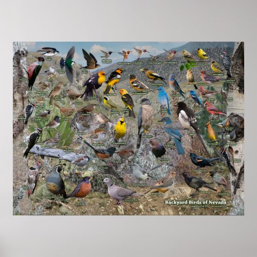 Backyard Birds of Nevada Poster