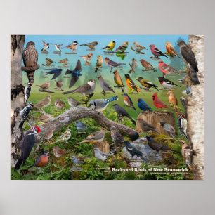 Backyard Birds of New Brunswick Poster