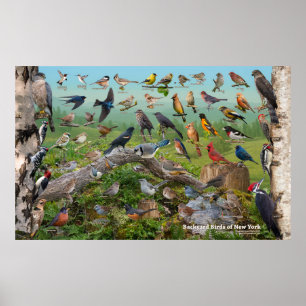 Backyard Birds of New York Large Poster