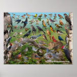 Backyard Birds Of New York State Poster at Zazzle
