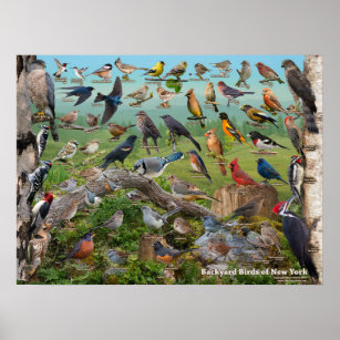 Backyard Birds of New York State Poster
