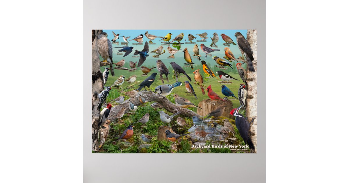 Backyard Birds Of New York State Poster Zazzle Com