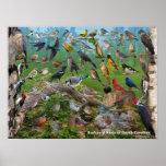 Backyard Birds Of North Carolina Poster at Zazzle