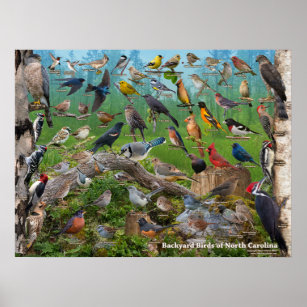 Backyard Birds of North Carolina Poster