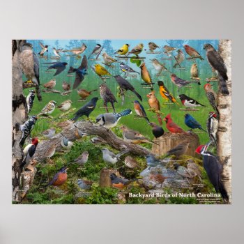 Backyard Birds Of North Carolina Poster by raincoastphoto at Zazzle