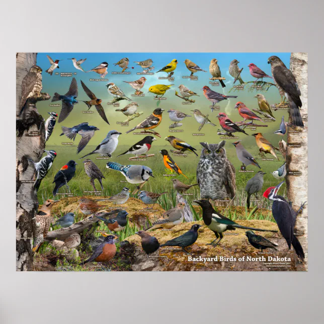 Backyard Birds of North Dakota Poster | Zazzle