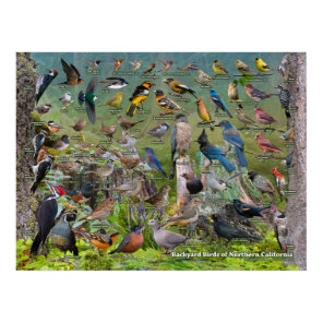 Backyard Birds of Northern California Poster