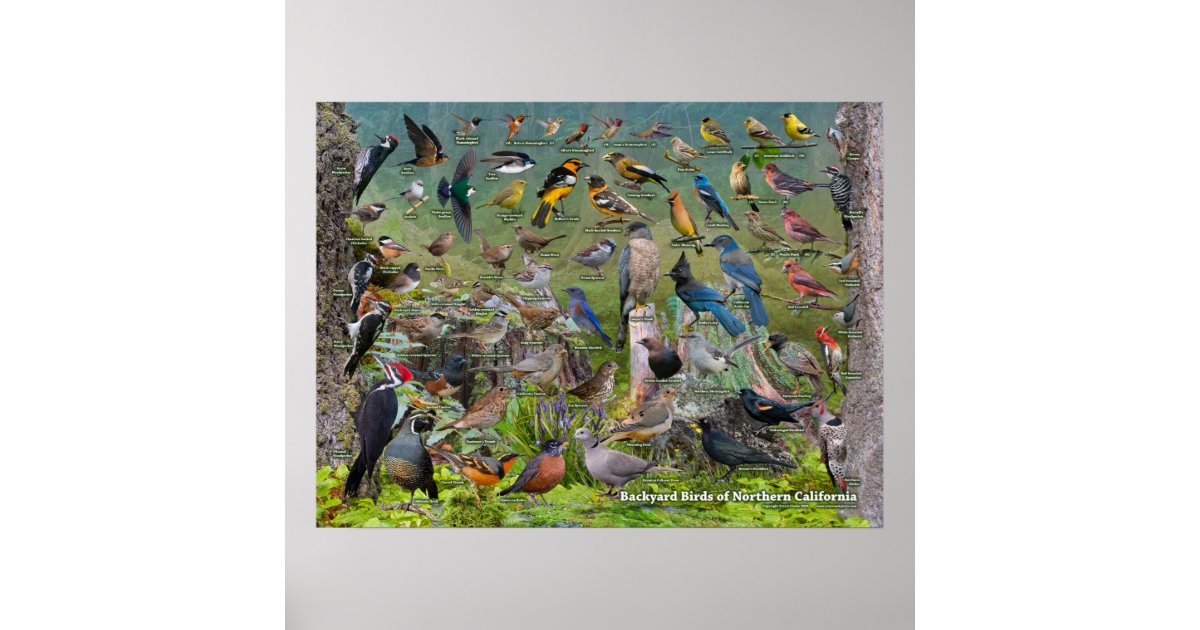 Backyard Birds Of Northern California Poster Zazzle