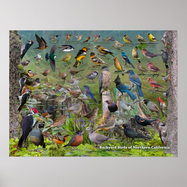 Backyard Birds of Northern California Poster (Front)