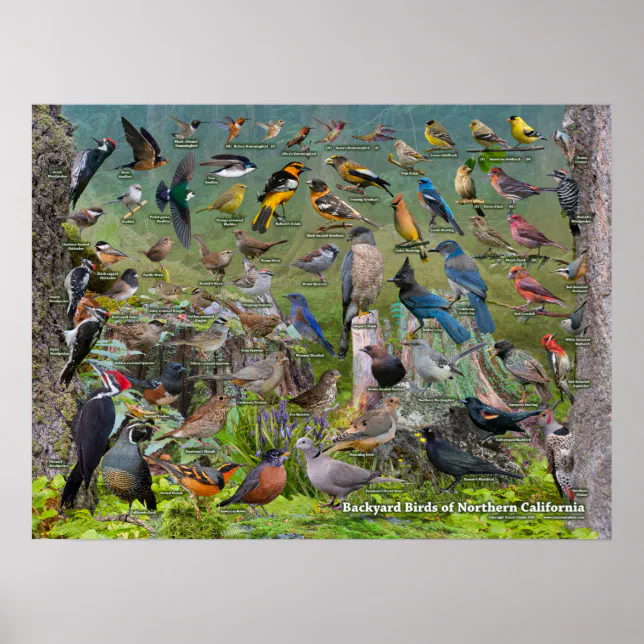 Backyard Birds of Northern California Poster | Zazzle
