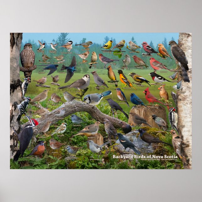 Backyard Birds of Nova Scotia Poster (Front)