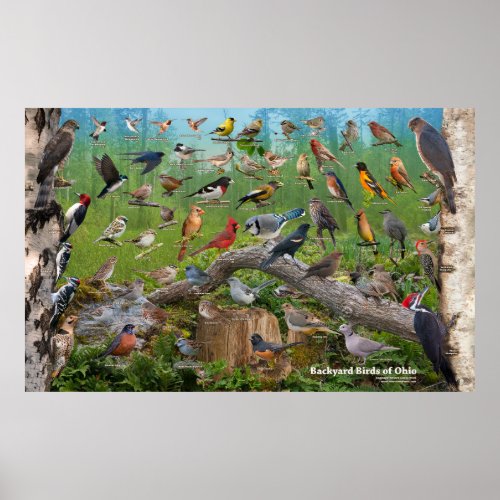 Backyard Birds of Ohio Large Poster