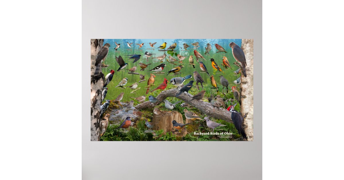 Backyard Birds of Ohio Large Poster | Zazzle