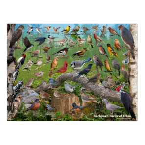 Backyard Birds of Ohio Poster