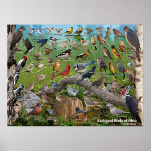 Backyard Birds of Ohio Poster